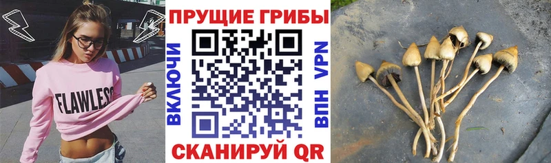 Галлюциногенные грибы Cubensis  сайты даркнета наркотические препараты  Долгопрудный  МЕГА как войти 