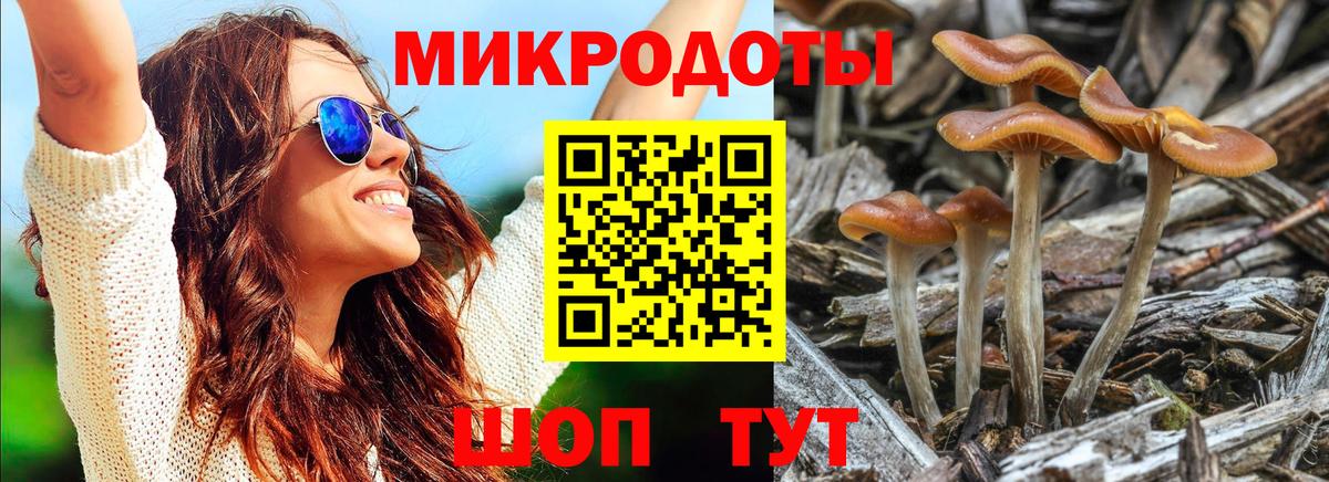 Псилоцибиновые грибы Psilocybe  как найти   Долгопрудный 